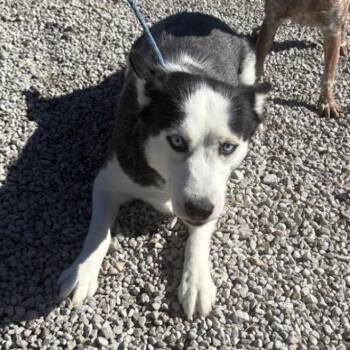 Holiday -  Siberian Husky Dog for Adoption in Normal, Illinois - Holiday | PetCurious