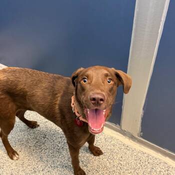 Minnie -  Chocolate Labrador Retriever Dog for Adoption in Great Falls, Montana - Minnie | PetCurious