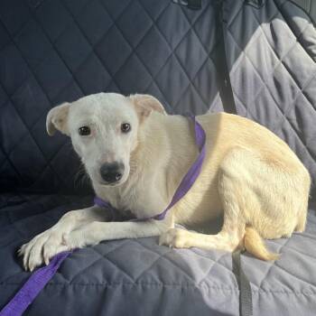 Lila -  Mixed Breed Dog for Adoption in Lake Jackson, Texas - Lila | PetCurious