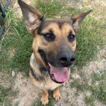 Daisy -  Mixed Breed Dog for Adoption in Bonners Ferry, Idaho - Daisy | PetCurious