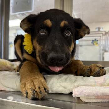 Mila -  Mixed Breed Dog for Adoption in Las Cruces, New Mexico - Mila | PetCurious