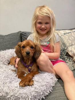 Spaniel Dogs Available for Adoption - Willow | PetCurious