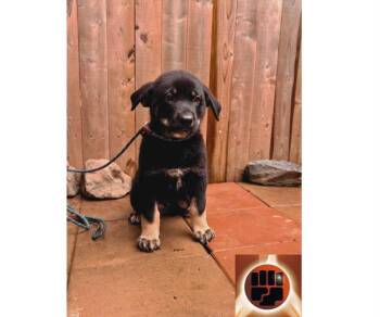 Geodude -  Mixed Breed Dog Available for Adoption in Milton, Delaware - Geodude | PetCurious