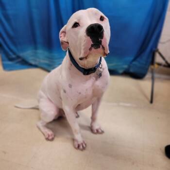 Rescue Mixed Breed Dogs for Adoption in Lake Panasoffkee, Florida - Blitz | PetCurious