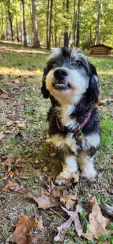 Ernest -  Terrier and Dachshund Dog for Adoption in Pittsboro, North Carolina - Ernest | PetCurious