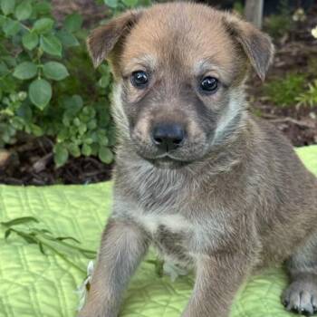 Rescue Labrador Retriever and Shepherd Dogs for Adoption in San Diego, California - Kim Possible Pup - Spencer Fox | PetCurious