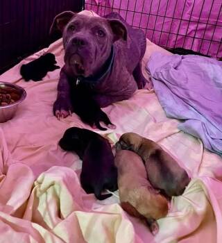 Pit Bull Terrier Dogs Available for Adoption in Newnan, Georgia - Lady | PetCurious