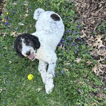Marlow -  Poodle Dog for Adoption in Lancaster, Kentucky - Marlow | PetCurious