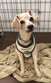 Rescue Poodle and Miniature Poodle Dogs for Adoption in North Haven, Connecticut - Teddy | PetCurious