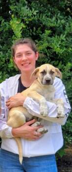 Cooper -  Black Mouth Cur Dog for Adoption in Plano, Texas - Cooper | PetCurious