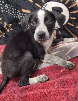 Miley -  Australian Cattle Dog Blue Heeler Dog for Adoption in Hopkinsville, Kentucky - Miley | PetCurious