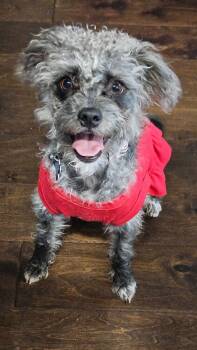 Poodle Dogs Available for Adoption in Garland, Texas - Anna | PetCurious