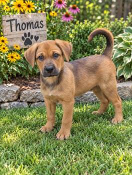 Thomas -  Hound and Shepherd Dog for Adoption in Paramus, New Jersey - Thomas | PetCurious