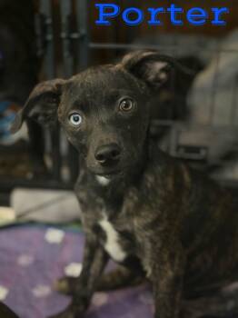 Porter -  Chihuahua and Australian Shepherd Dog for Adoption in Pleasant Hill, California - Porter | PetCurious