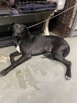 Rescue Labrador Retriever Dogs for Adoption in Stockton, California - BLISSEY | PetCurious