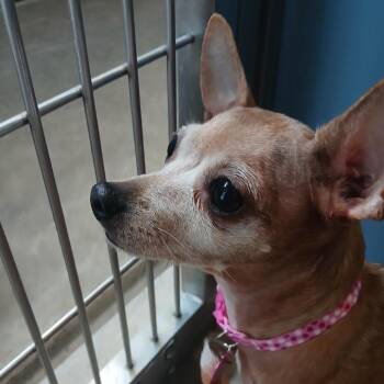 Amber -  Chihuahua Dog for Adoption in Philadelphia, Pennsylvania - Amber | PetCurious