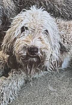 Rescue Schnauzer and Poodle Dogs for Adoption in Fort Madison, Iowa - CHANDLER | PetCurious