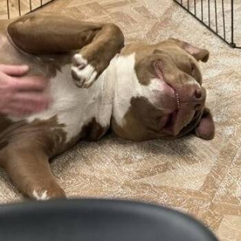 Lucas -  Mixed Breed Dog for Adoption in Worcester, Massachusetts - Lucas | PetCurious