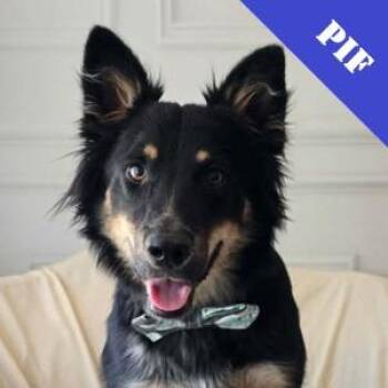 Buddy -  Cattle Dog and Mixed Breed Dog for Adoption in Elk Grove Village, Illinois - Buddy | PetCurious