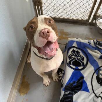 Preston  29899 -  Mixed Breed Dog for Adoption in Middleburg, Florida - Preston  29899 | PetCurious