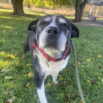 Rescue Mixed Breed Dogs for Adoption in Allegan, Michigan - Paco | PetCurious