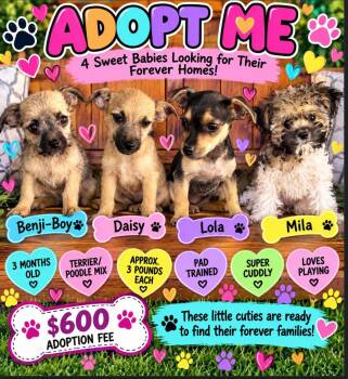 Terrier / Poodle Puppies -  Miniature Poodle and Terrier Dog for Adoption in San Tan Valley, Arizona - Terrier / Poodle Puppies | PetCurious