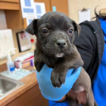 Pit Bull Terrier Dogs Available for Adoption in Birmingham, Alabama - Tabitha | PetCurious