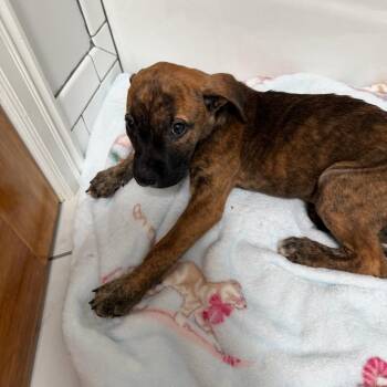 Chips A Hoy -  Pit Bull Terrier Dog for Adoption in Valdosta, Georgia - Chips A Hoy | PetCurious