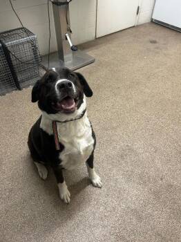 Chase -  Pit Bull Terrier Dog for Adoption in Fruit Heights, Utah - Chase | PetCurious