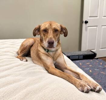 Harley -  Labrador Retriever Dog for Adoption in Douglas, Georgia - Harley | PetCurious