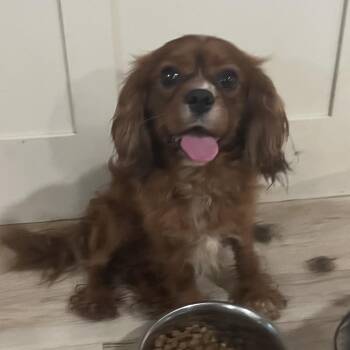 Mickey -  Cavalier King Charles Spaniel Dog for Adoption in Pittsburg, Kansas - Mickey | PetCurious