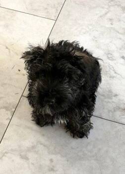 Otto -  Schnauzer and Poodle Dog for Adoption in Wheaton, Illinois - Otto | PetCurious