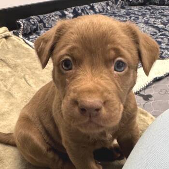 Labrador Retriever Dogs Available for Adoption - Tasha | PetCurious