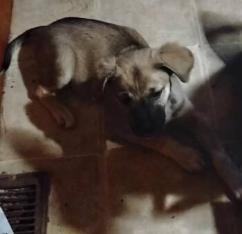 Chewy -  Staffordshire Bull Terrier Dog for Adoption in The Woodlands, Texas - Chewy | PetCurious