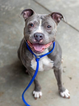 Rescue Mixed Breed Dogs for Adoption in Chamblee, Georgia - Lundy | PetCurious