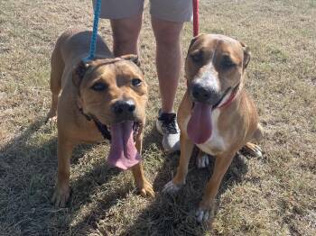 Rescue American Staffordshire Terrier Dogs for Adoption in Spring, Texas - Lester & Rosey (Best Buds) | PetCurious