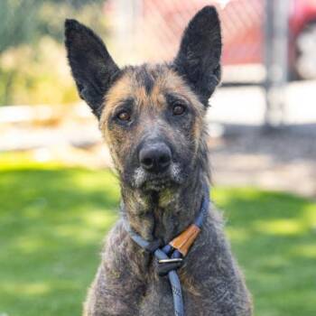 CORA -  German Shepherd Dog Dog for Adoption in Camarillo, California - CORA | PetCurious