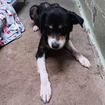 Billy Bob -  Boxer and Dachshund Dog for Adoption in Eureka Springs, Arkansas - Billy Bob | PetCurious