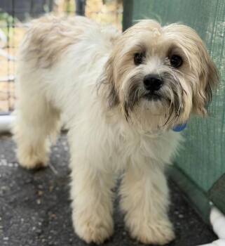 Porter -  Shih Tzu and Poodle Dog for Adoption in Larkfield-wikiup, California - Porter | PetCurious