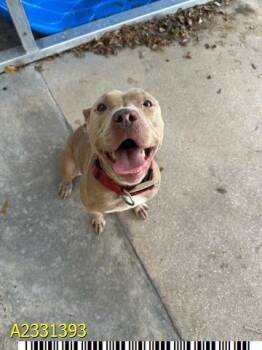 Mixed Breed Dogs Available for Adoption in West Palm Beach, Florida - BELLA | PetCurious
