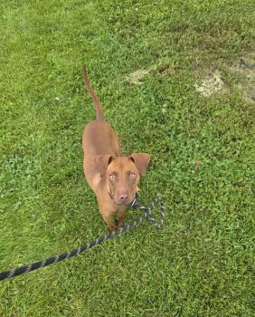 Maddox -  Mixed Breed Dog for Adoption in Vaudreuil-dorion, Quebec - Maddox | PetCurious
