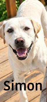 Simon -  Labrador Retriever Dog for Adoption in Woodstock, Ontario - Simon | PetCurious