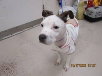 (309) -  Pit Bull Terrier Dog for Adoption in Marietta, Georgia - (309) | PetCurious