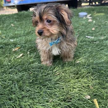 Barkley -  Yorkshire Terrier Dog for Adoption in Forney, Texas - Barkley | PetCurious