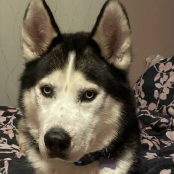 Rescue Husky Dogs for Adoption in Aberdeen, North Carolina - Rocky | PetCurious