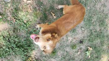 Rescue Australian Cattle Dog Blue Heeler and Australian Shepherd Dogs for Adoption in Tahlequah, Oklahoma - Percy | PetCurious