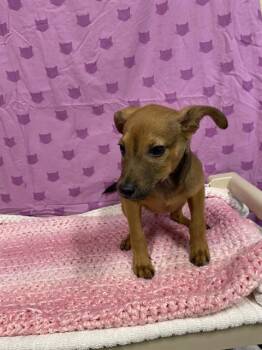 Chihuahua and Mixed Breed Dogs Available for Adoption - A607349 | PetCurious