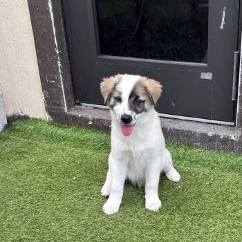 Zulu 3982 -  Shepherd and Mixed Breed Dog for Adoption in Loxahatchee Groves, Florida - Zulu 3982 | PetCurious