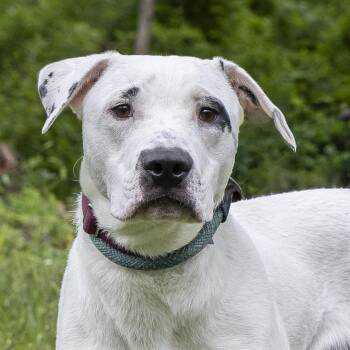 Bull Terrier Dogs Available for Adoption in Stroudsburg, Pennsylvania - Simon | PetCurious