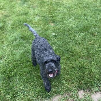 Remi -  Standard Poodle Dog for Adoption in Minneapolis, Minnesota - Remi | PetCurious